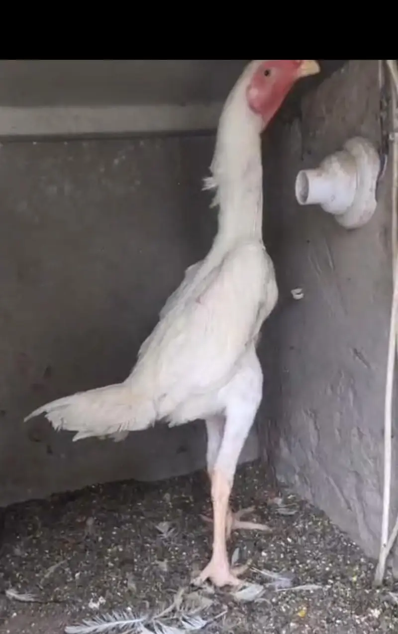 white shamo patha/white shamo female/shamo male/shamo chicks — photo 4