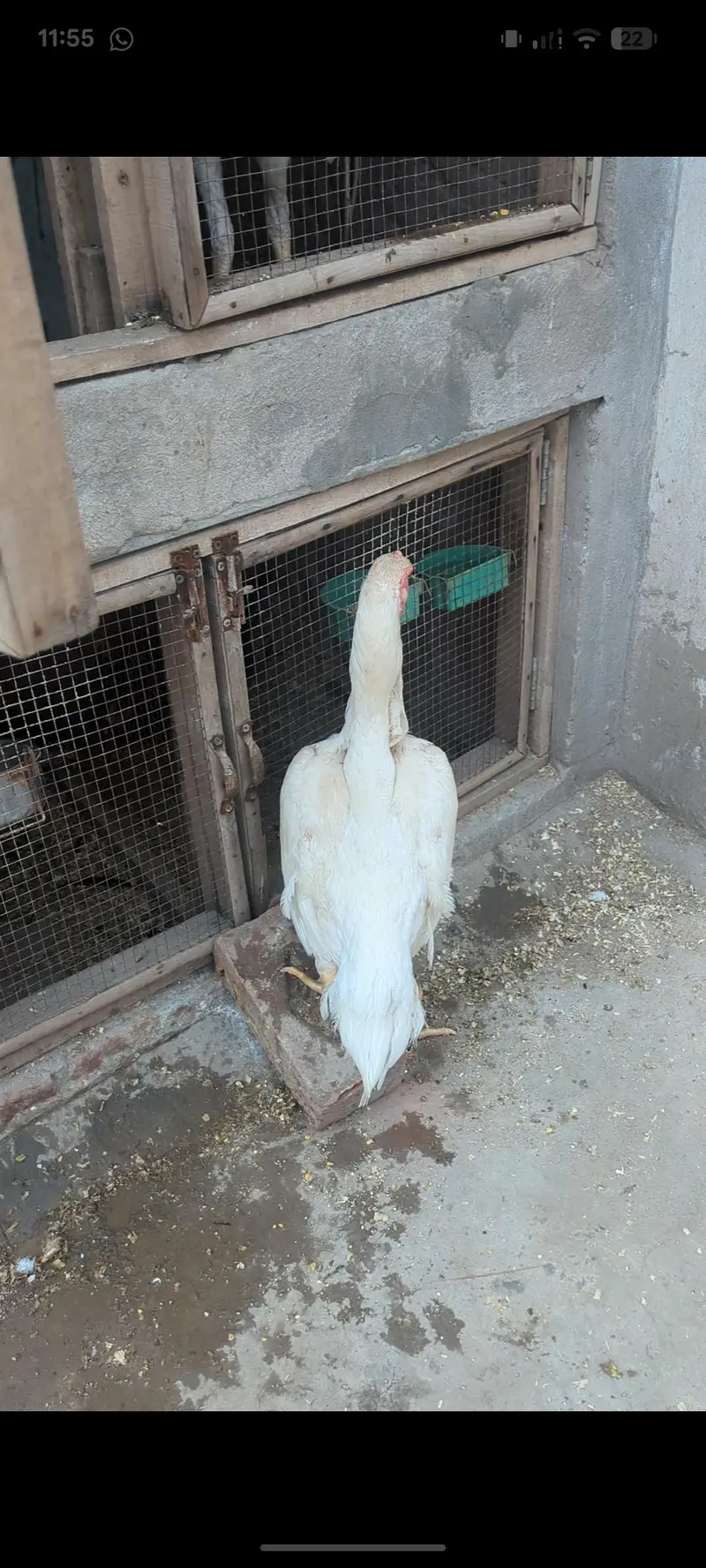 white shamo patha/white shamo female/shamo male/shamo chicks — photo 7