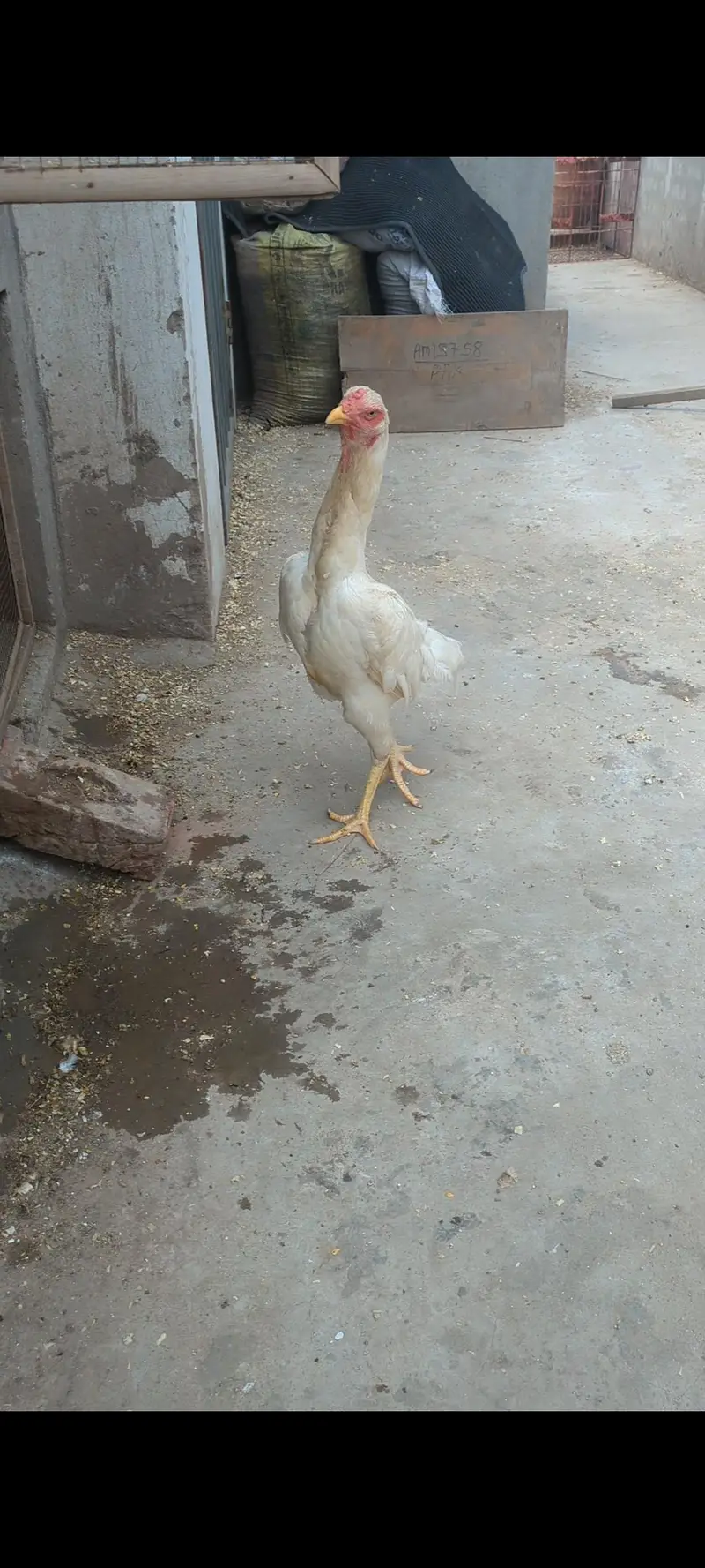 white shamo patha/white shamo female/shamo male/shamo chicks — photo 8