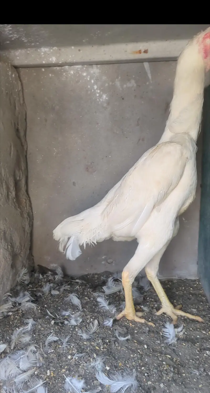 white shamo patha/white shamo female/shamo male/shamo chicks — photo 9