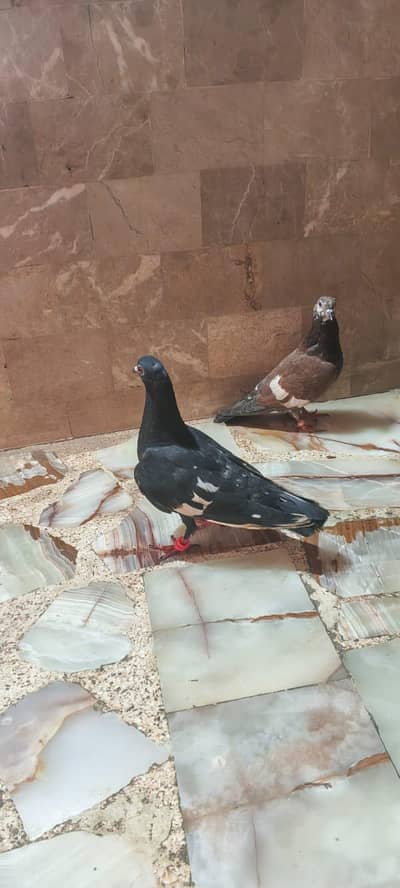 2 female location karachi Shah Faisal colony millat town