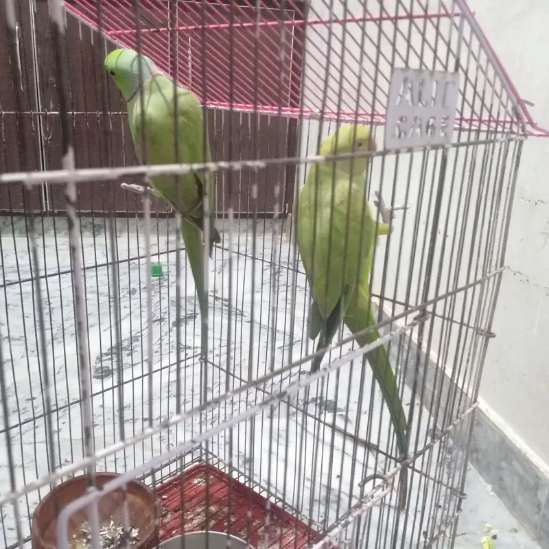 parrot with cage urgent for sale — photo 2