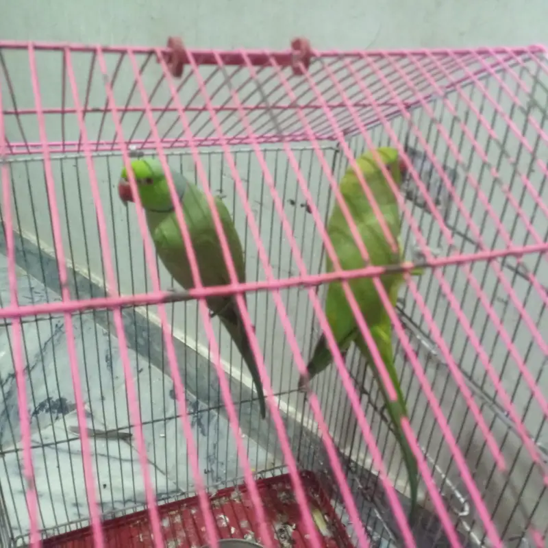 parrot with cage urgent for sale — photo 3