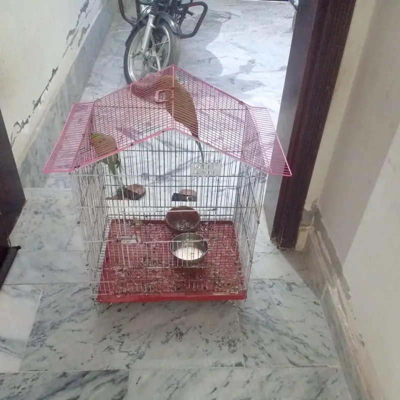 parrot with cage urgent for sale — photo 4