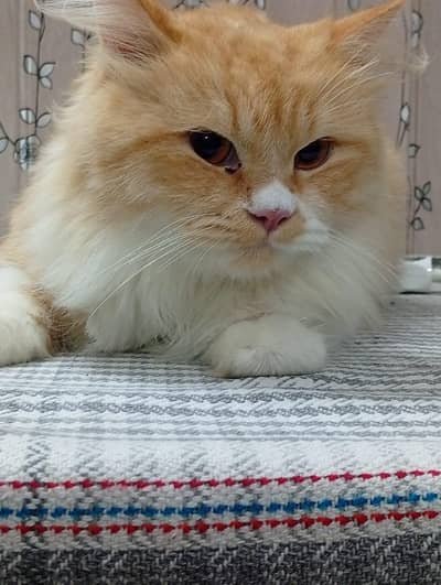 Mother Son Semi Persian for sale