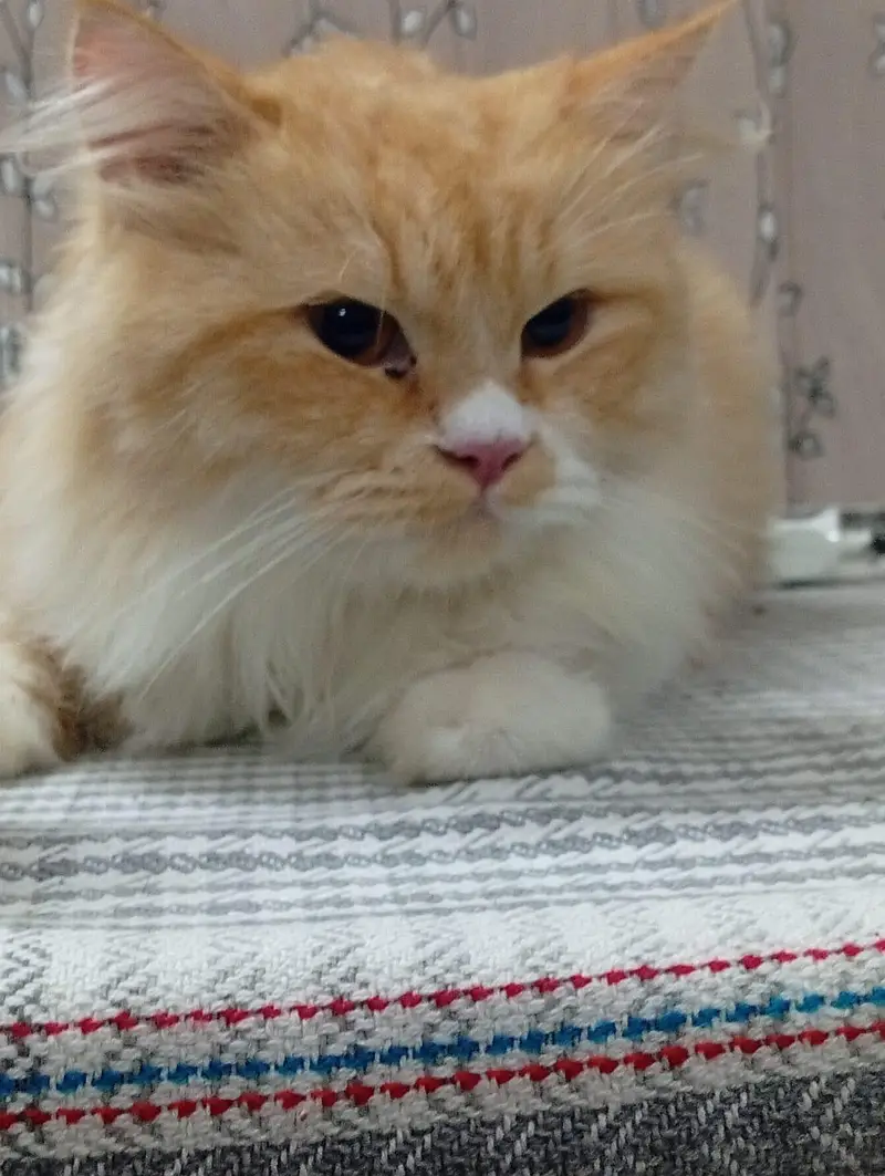 Mother Son Semi Persian for sale — photo 2