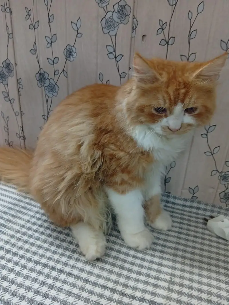 Mother Son Semi Persian for sale — photo 3