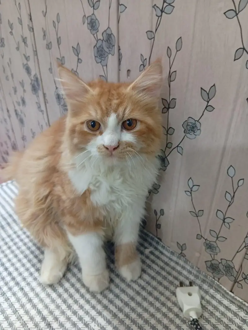 Mother Son Semi Persian for sale — photo 4