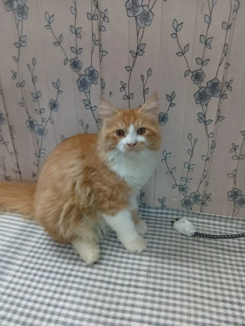 Mother Son Semi Persian for sale — photo 5