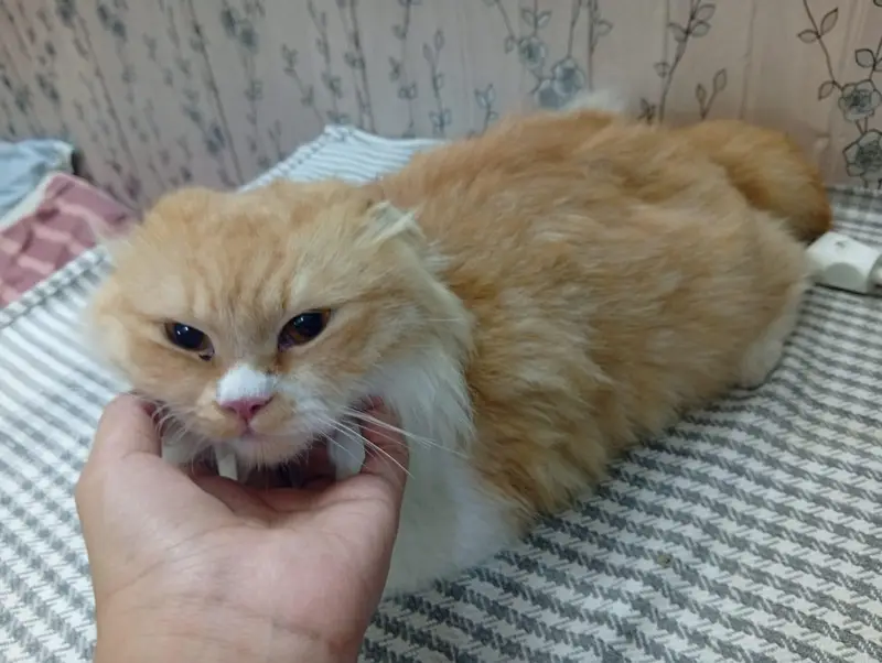 Mother Son Semi Persian for sale — photo 6