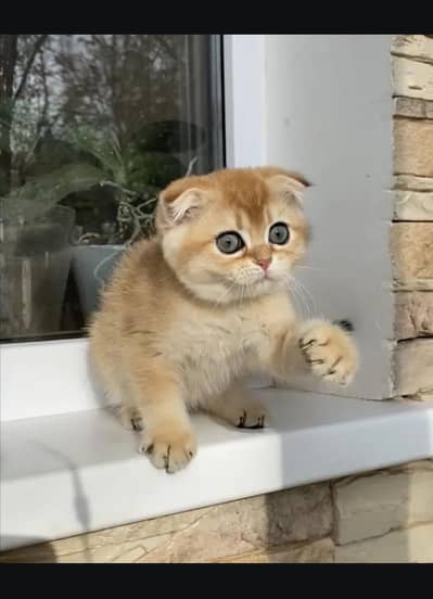Scottish fold kittin for sell. 0313 4935014