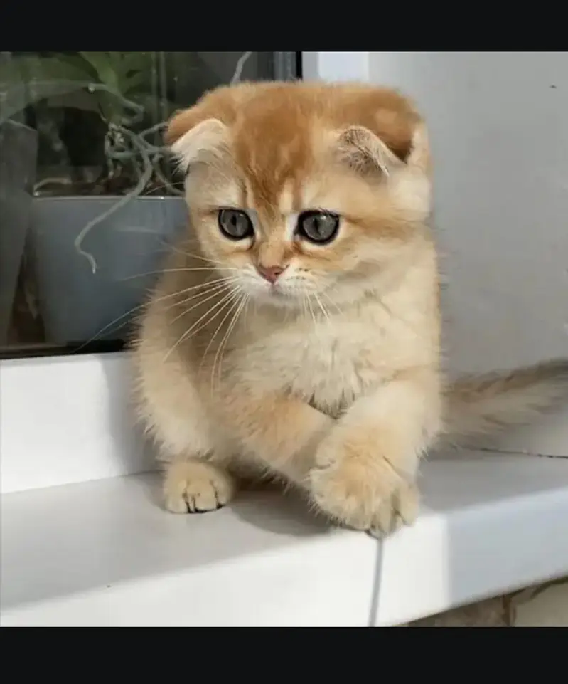 Scottish fold kittin for sell. 0313 4935014 — photo 2