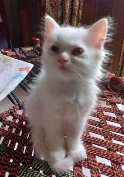 Cute White Long-Hair Kitten for Sale 
