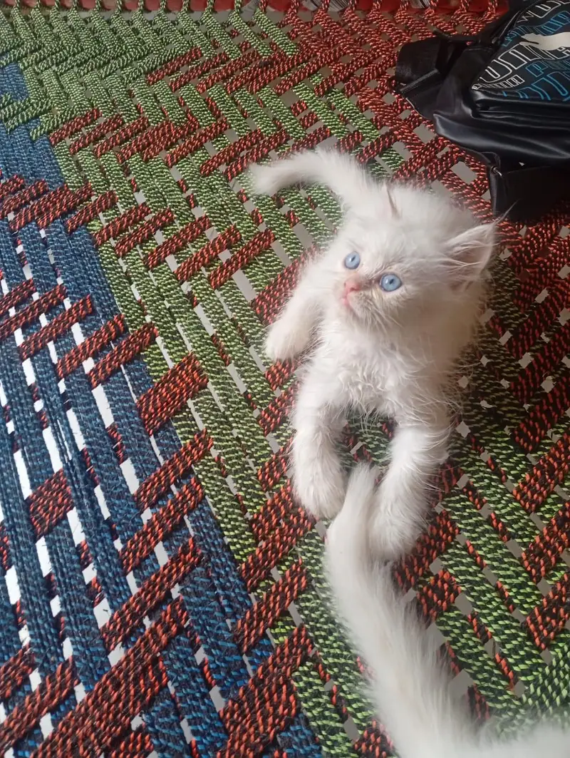 Cute White Long-Hair Kitten for Sale  — photo 2