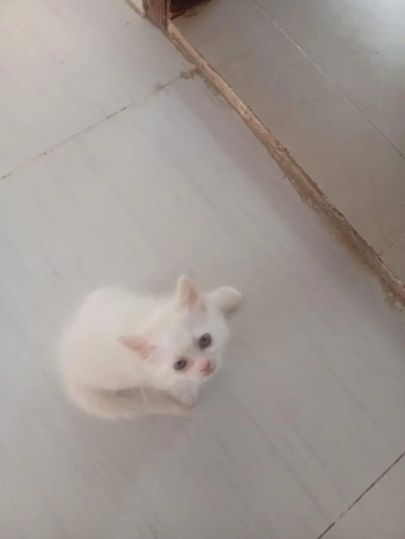 Cute White Long-Hair Kitten for Sale  — photo 3