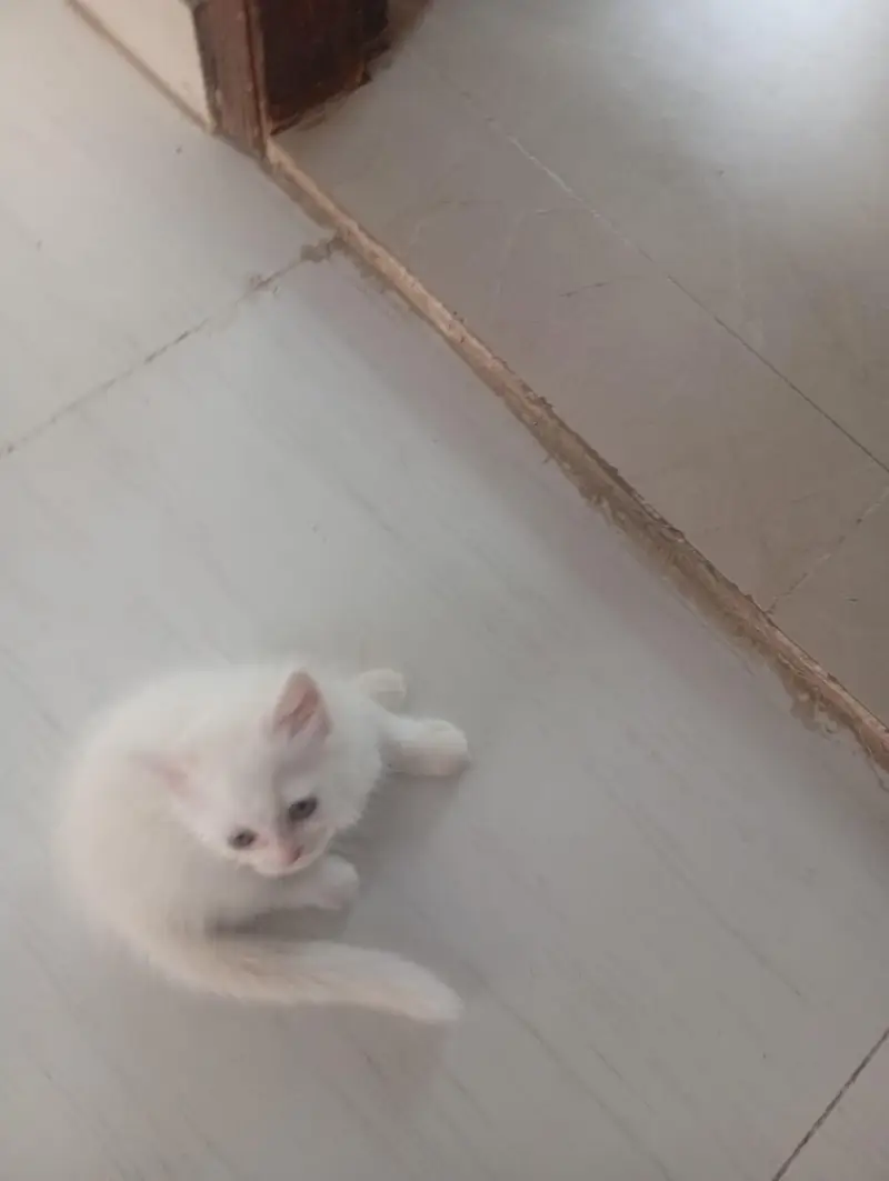 Cute White Long-Hair Kitten for Sale  — photo 4