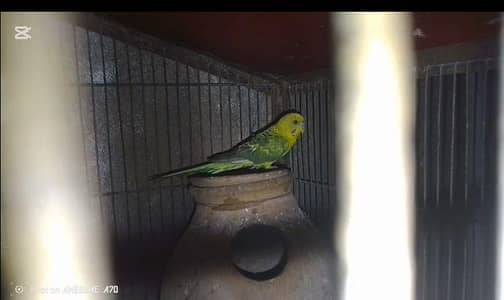 rainbow budgies. Available