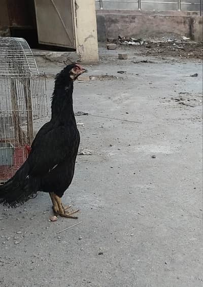 Aseel Miawali lasani hen for sale