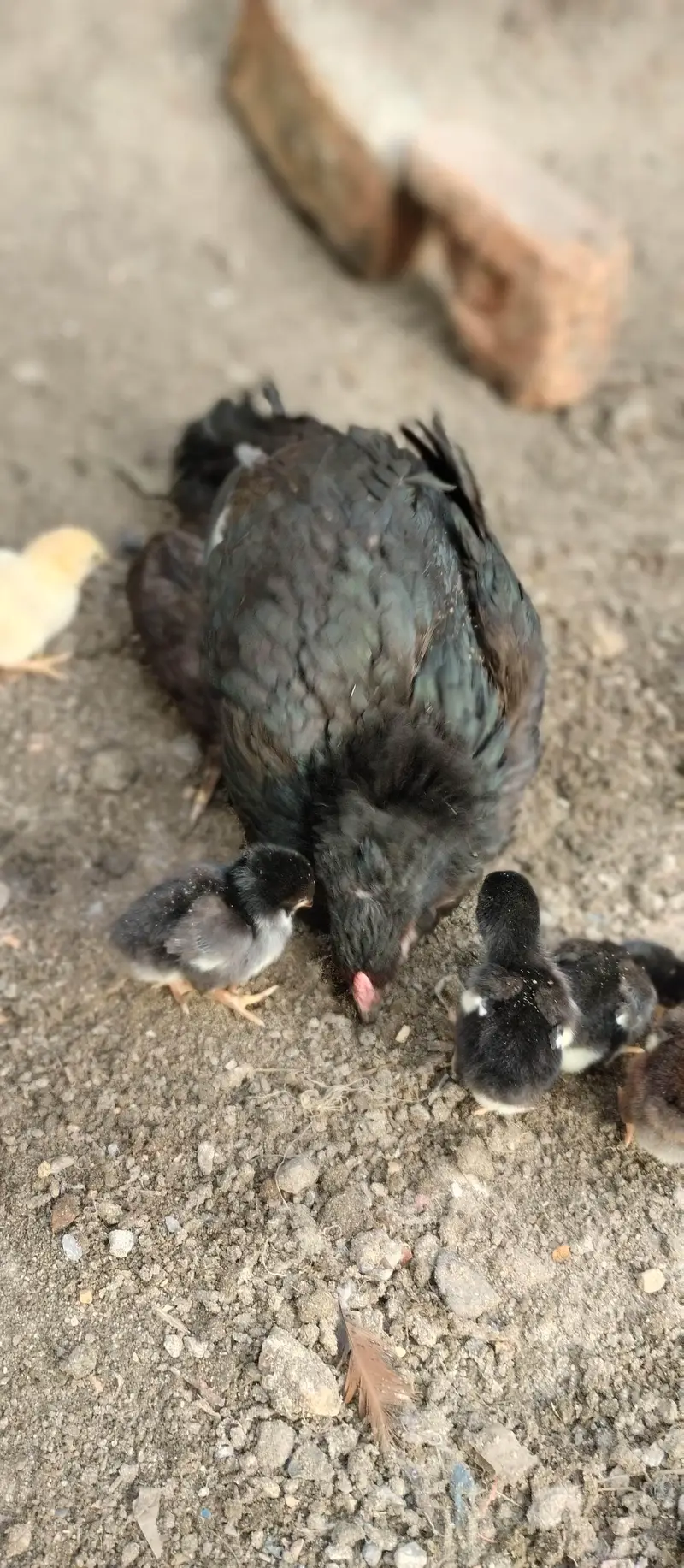 Aseel Miawali lasani hen for sale — photo 2