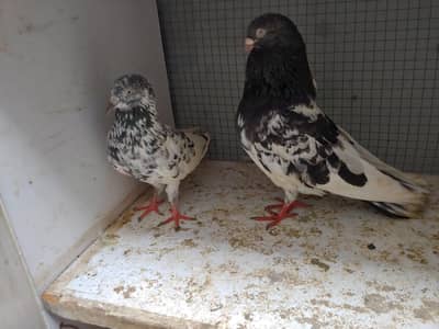 Rampuri male batary madi for sale.
