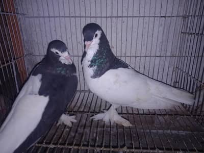 Dono pair Breeder pair hain