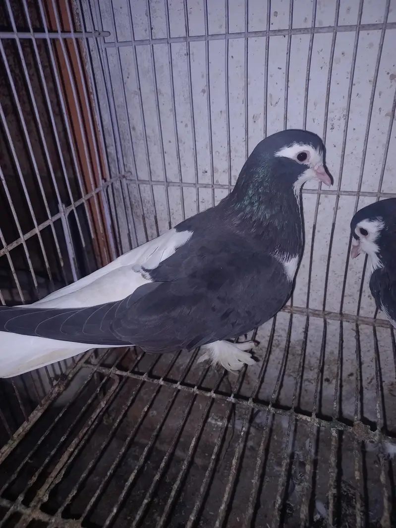 Dono pair Breeder pair hain — photo 2
