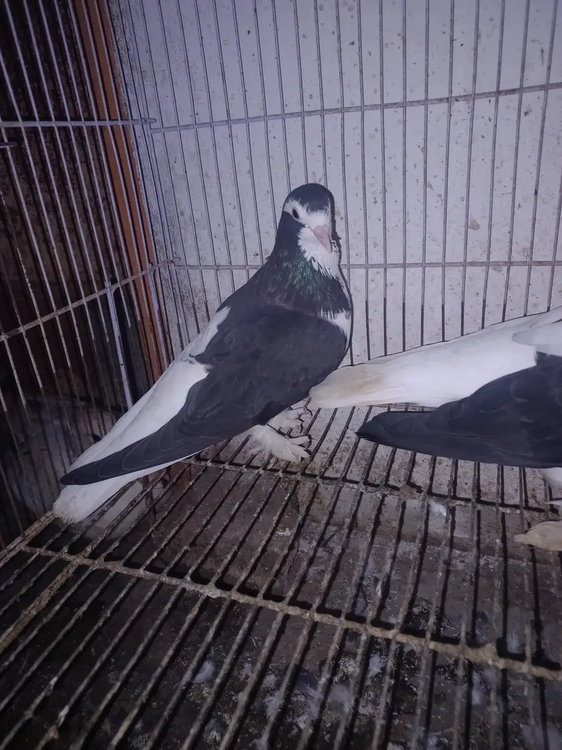 Dono pair Breeder pair hain — photo 3