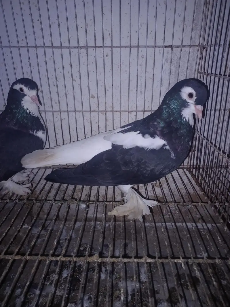 Dono pair Breeder pair hain — photo 4