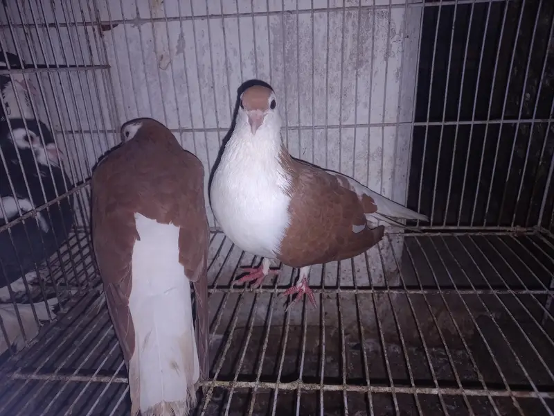 Dono pair Breeder pair hain — photo 5