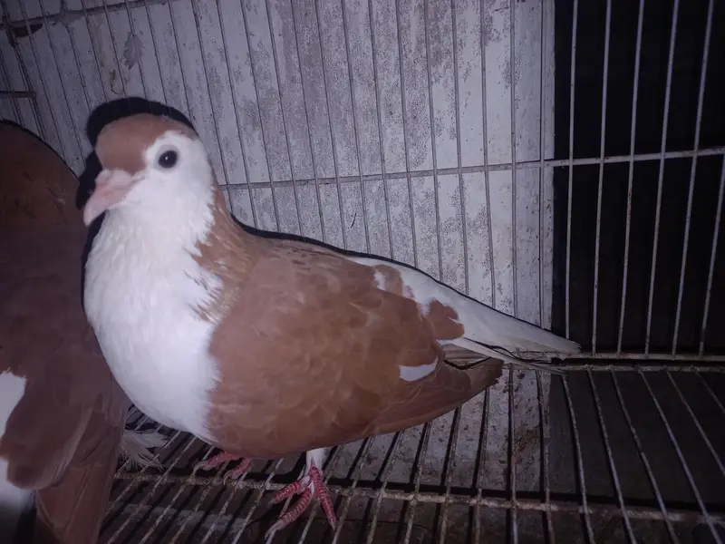 Dono pair Breeder pair hain — photo 6