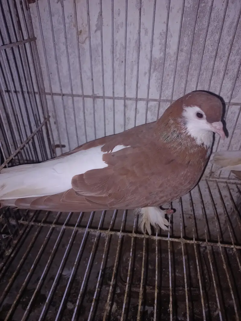Dono pair Breeder pair hain — photo 7