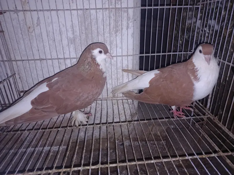 Dono pair Breeder pair hain — photo 8