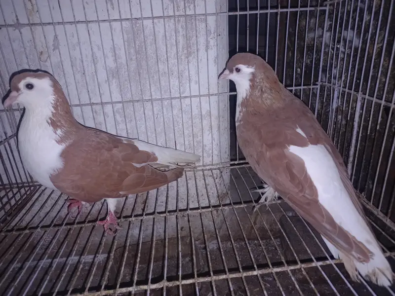 Dono pair Breeder pair hain — photo 9