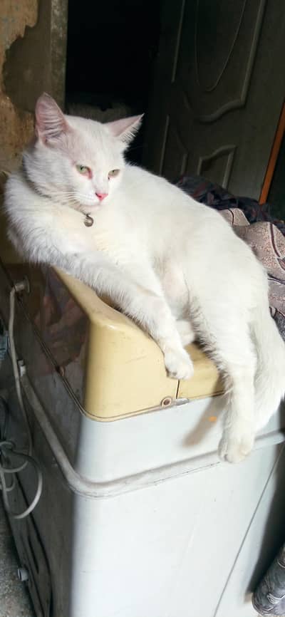 Missing Cat