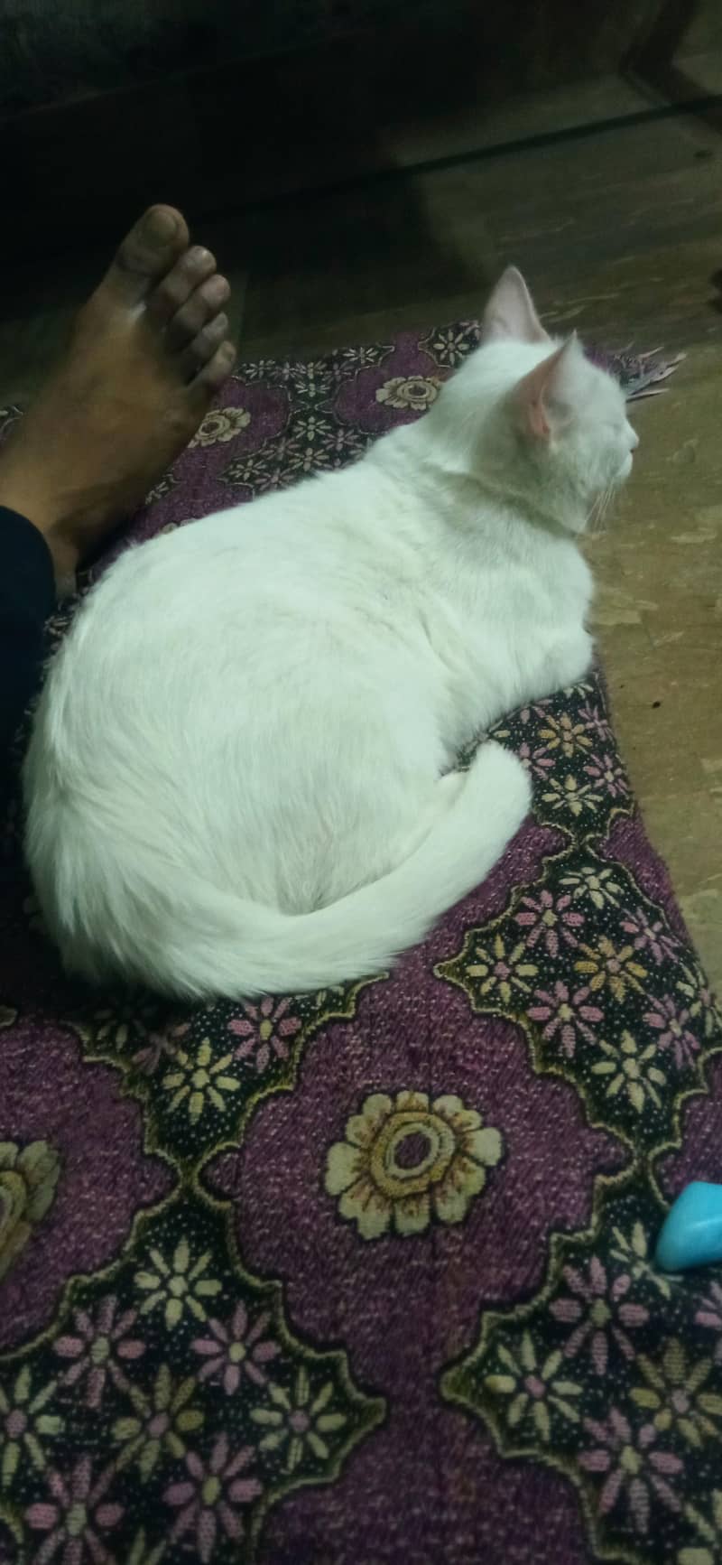 Missing Cat 1