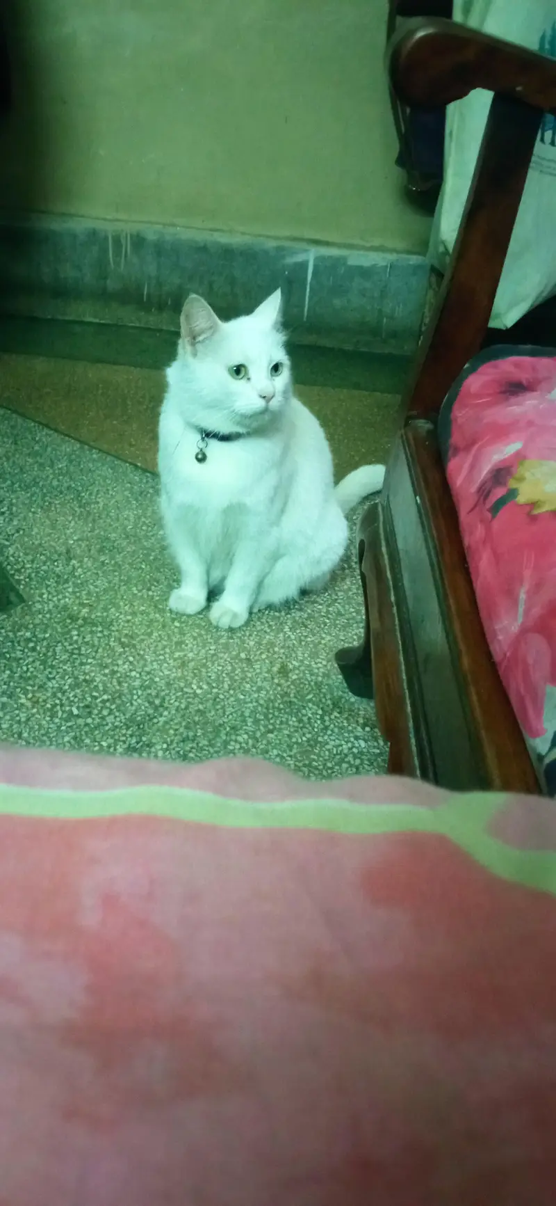 Missing Cat — photo 3