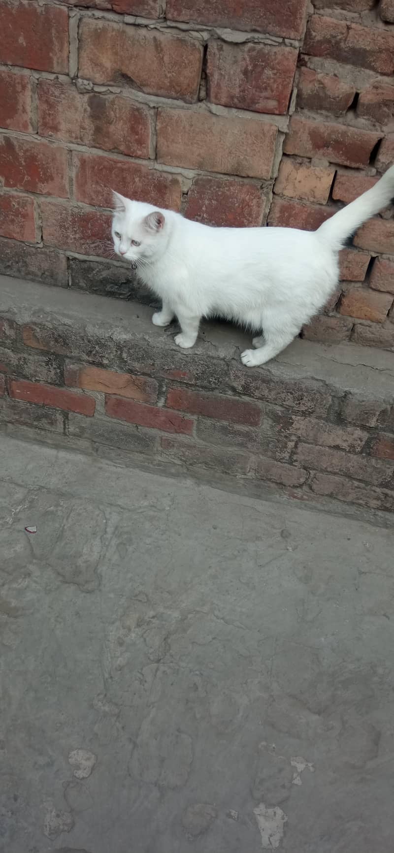 Missing Cat 3