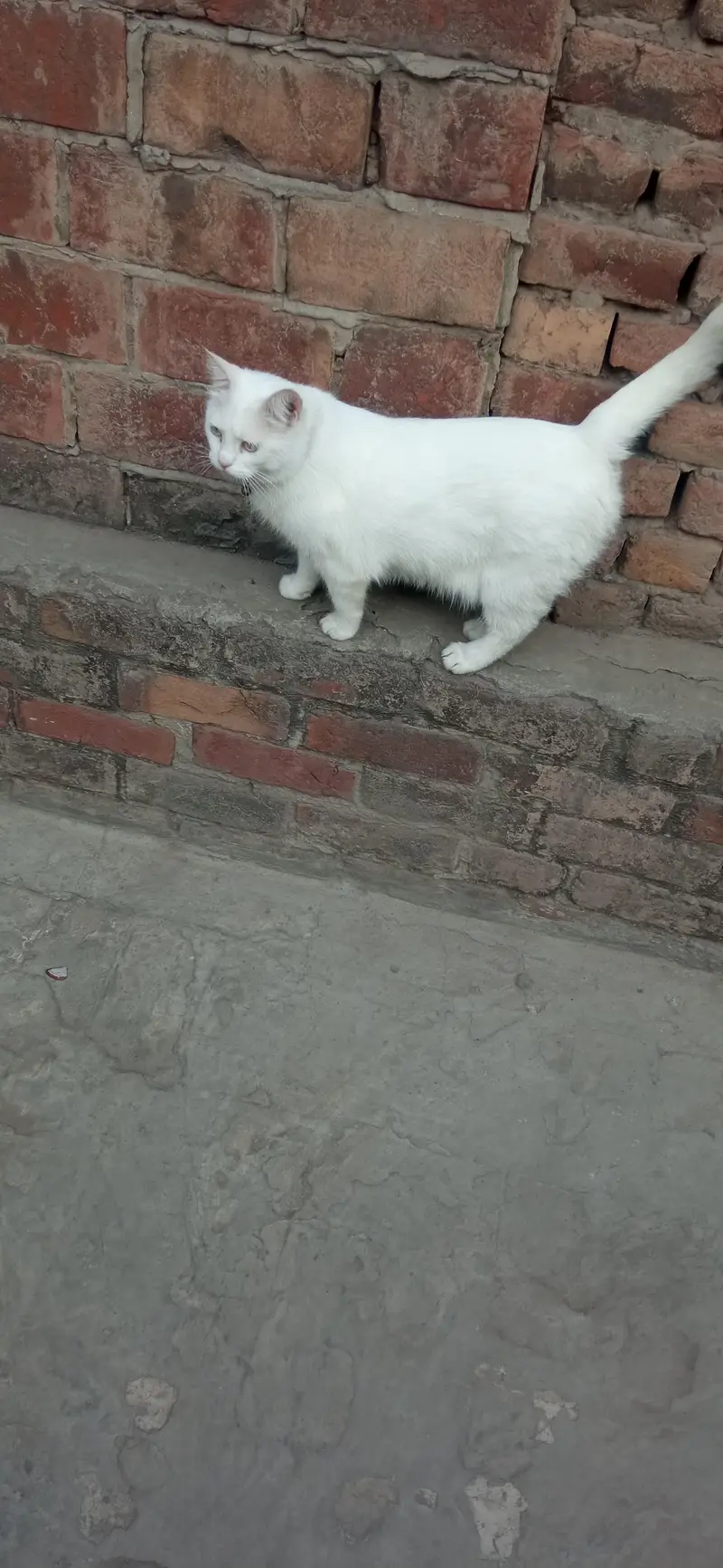 Missing Cat — photo 4