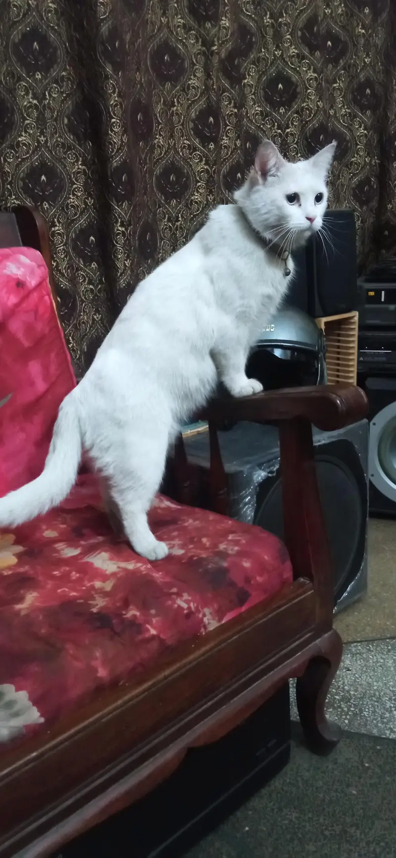 Missing Cat — photo 5