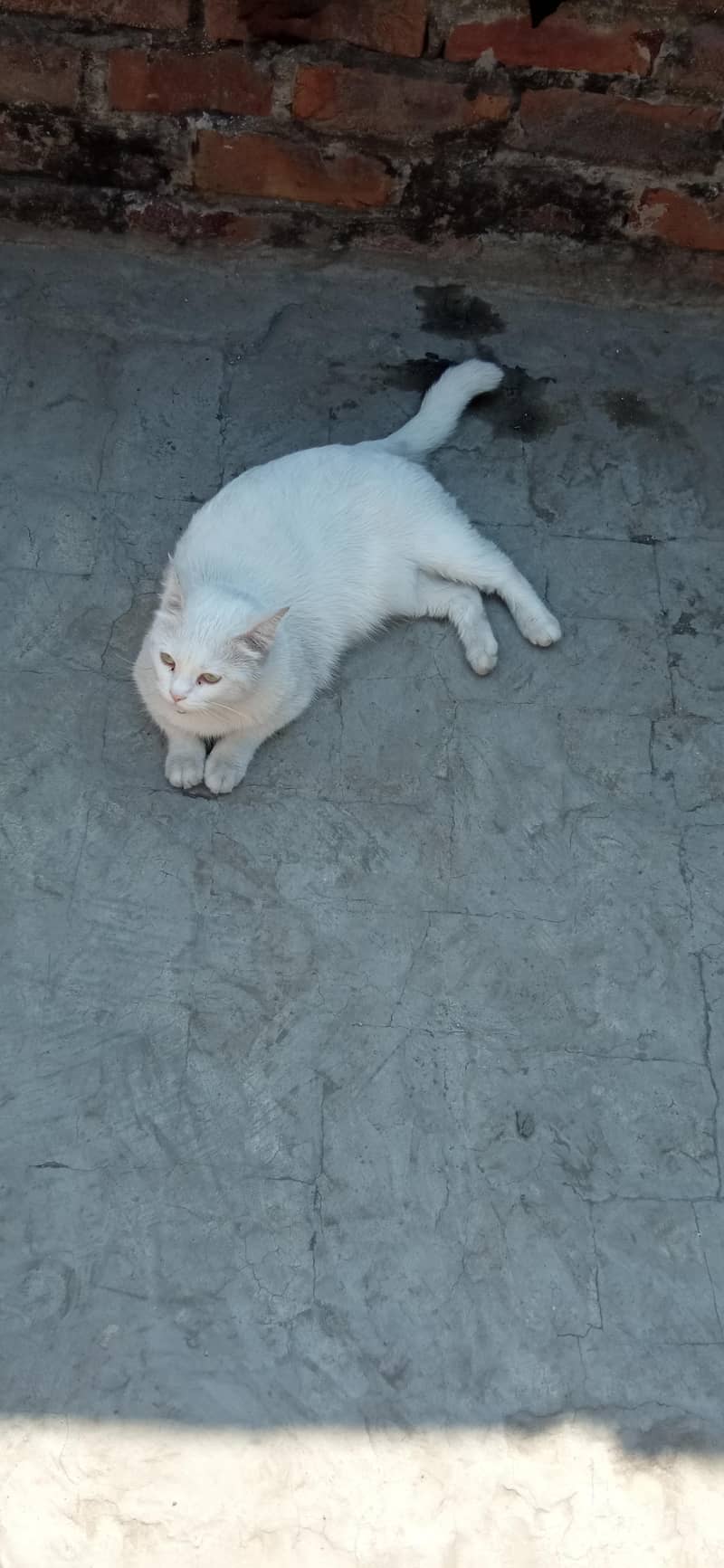 Missing Cat 5