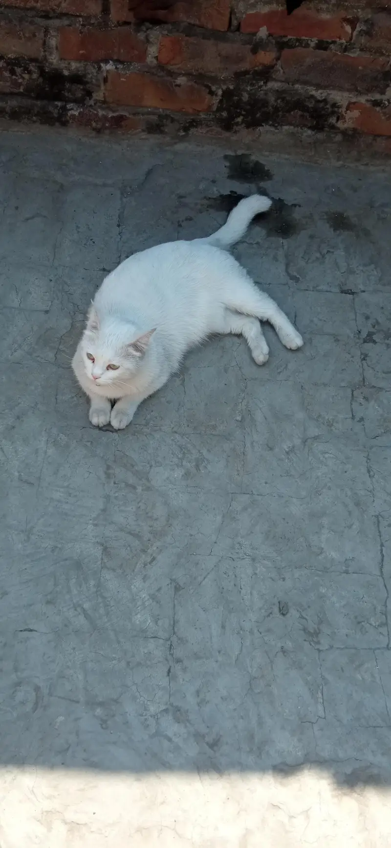 Missing Cat — photo 6