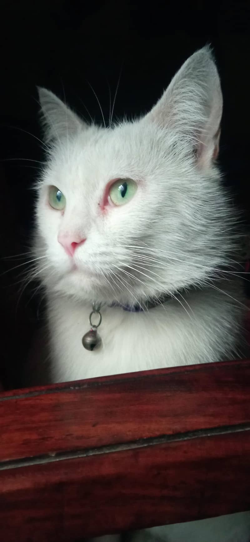 Missing Cat 6