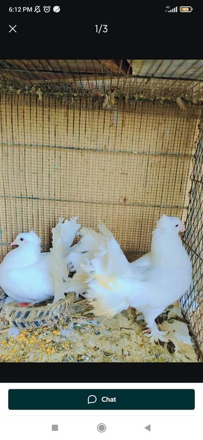 Beautiful & Healthy Lakka Kabootar (Fantail Pigeon) for Sale