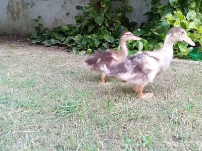 beautiful Ducks pair for sale