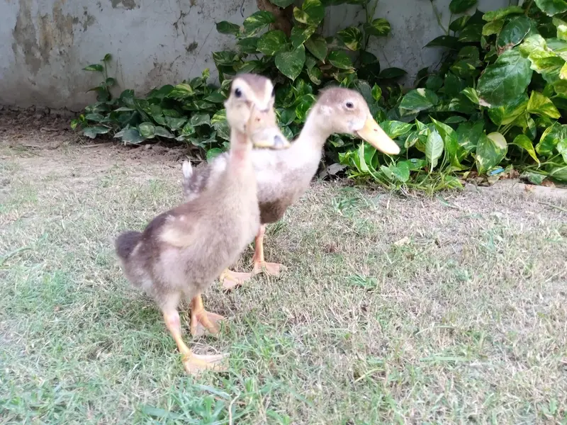 beautiful Ducks pair for sale — photo 2