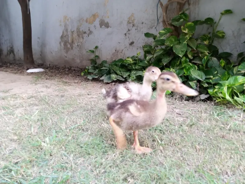 beautiful Ducks pair for sale — photo 3