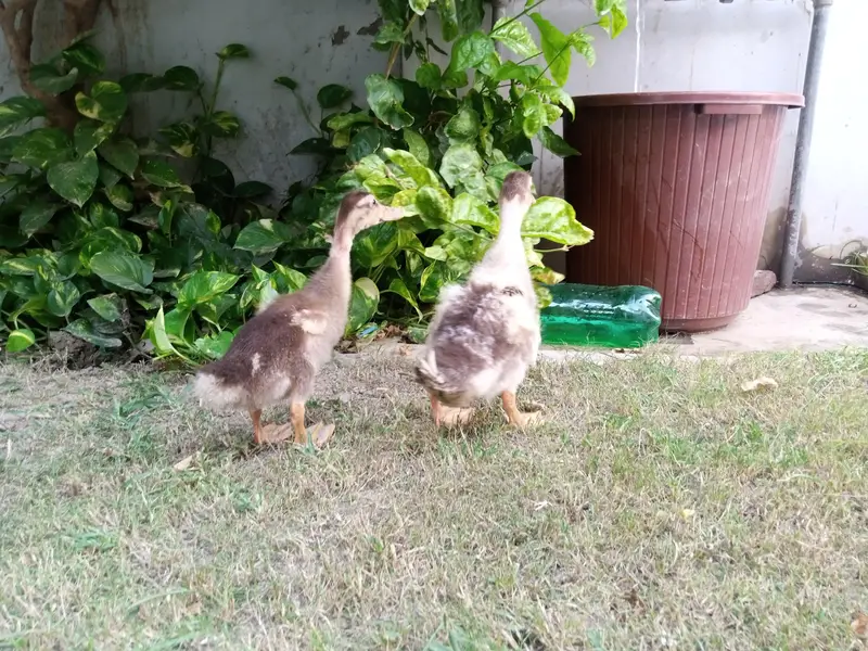 beautiful Ducks pair for sale — photo 4