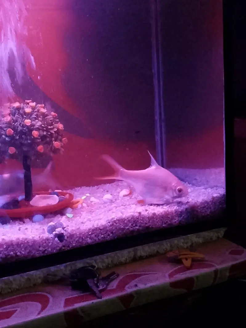 tin fill barb or carb — photo 2