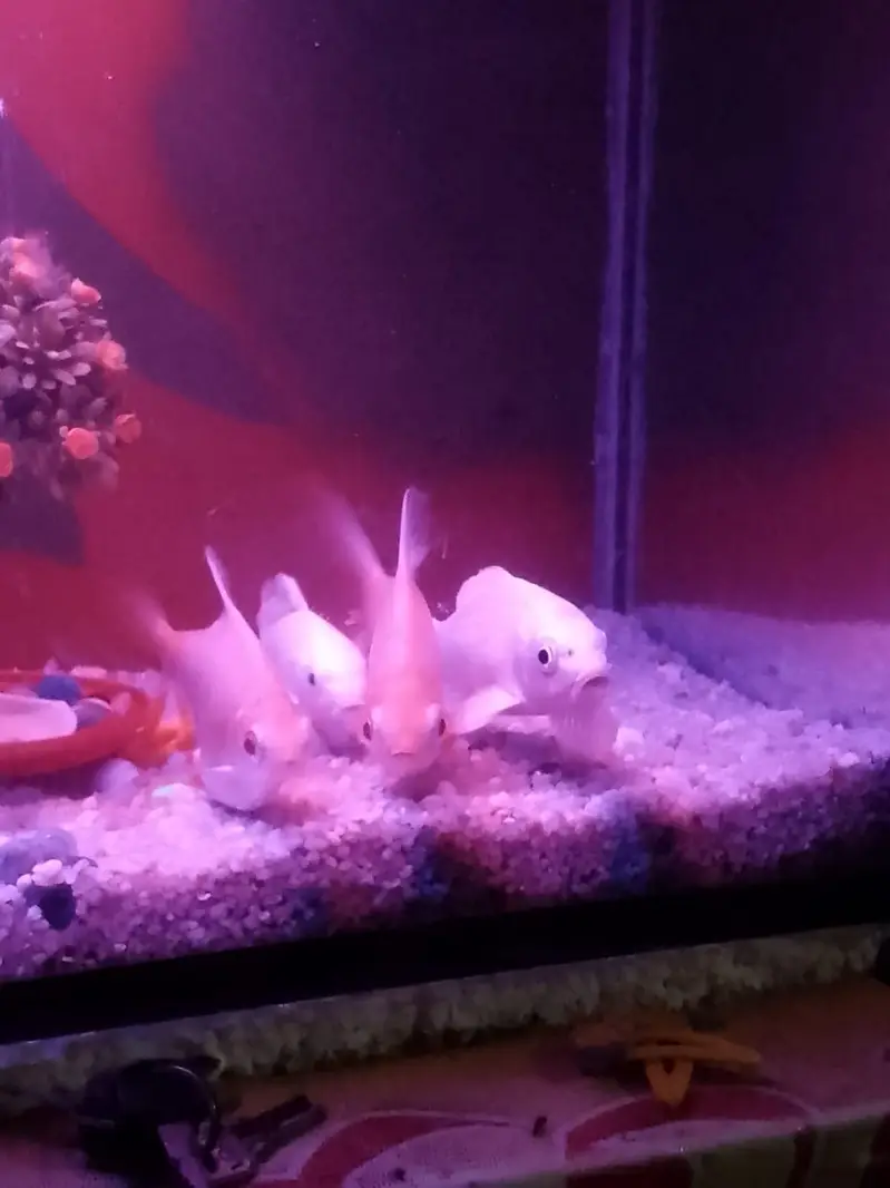 tin fill barb or carb — photo 3