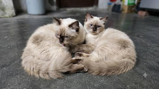 Himaliyan cats pair